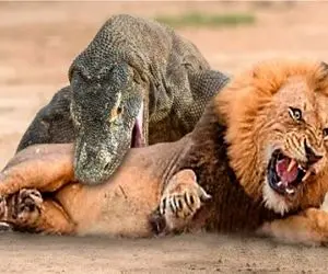 نبرد حیات وحش/ شیر غذای ظهر اژدهای کومودو شد