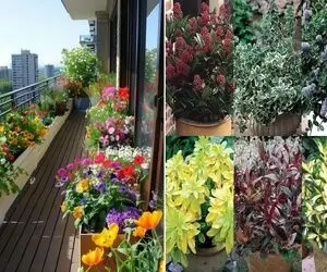 گیاهان مناسب بالکن در هوای گرم و آفتاب شدید تابستون/ البته اینا همیشه سبزن حتی زمستون