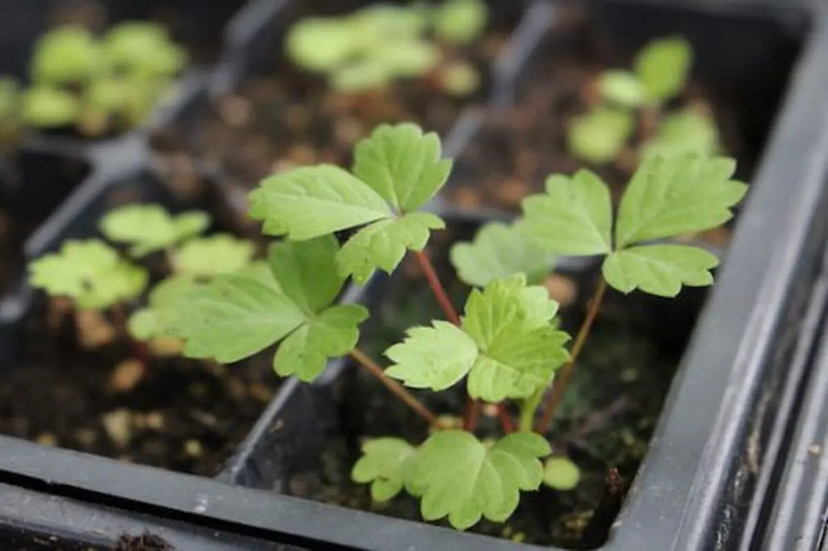 Strawberry-Seedling-500x333