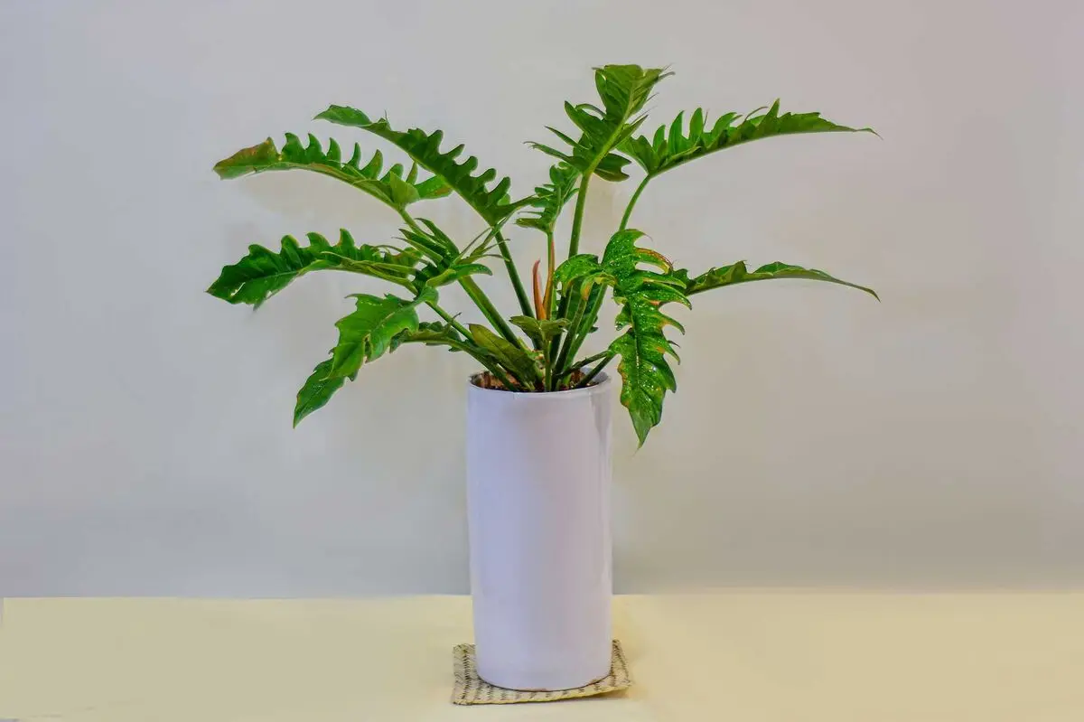 lux-plants6