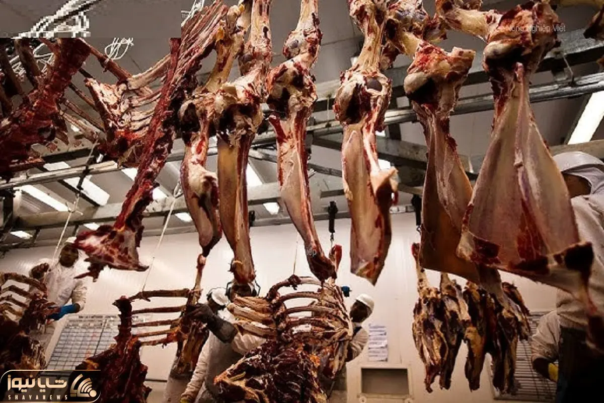 فرآوری گاو؛ گاوهای سفید 445 کیلویی رو دباغی و گوشتشو با اره برقی دو شقه میکنن