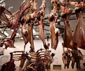 فرآوری گاو؛ گاوهای سفید 445 کیلویی رو دباغی و گوشتشو با اره برقی دو شقه میکنن