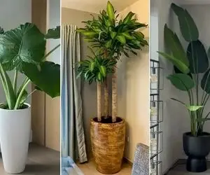 گیاهان آپارتمانی که هوای منزل رو خنک میکنن/ خوبیشون یکی دو تا نیس تصفیه کننده هم هستن