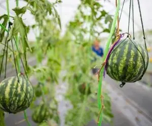 محصولات کشاوزی غول پیکر؛ هندوانه کاشتن تو پیت حلبی بعد 100 روز شده 100 کیلو