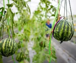 محصولات کشاوزی غول پیکر؛ هندوانه کاشتن تو پیت حلبی بعد 100 روز شده 100 کیلو