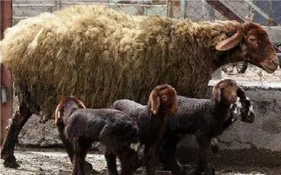 قیمت دام زنده امروز 24 آبان 1404 + جدول