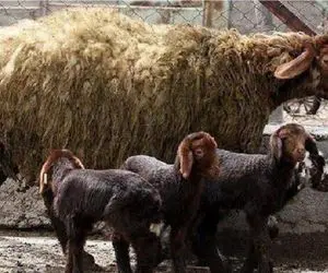 قیمت دام زنده امروز 24 آبان 1404 + جدول