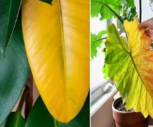 جلوگیری از زرد شدن برگ گیاهان آپارتمانی؛ اینجوری یبار برا همیشه این داستانو فیصله بده