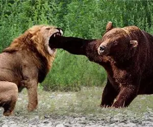 مستند حیات وحش؛ نبرد بقا میان خرس و شیر