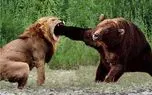 مستند حیات وحش؛ نبرد بقا میان خرس و شیر
