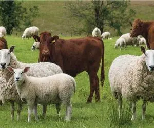 قیمت دام زنده امروز چهارشنبه 17 تیر 1405 + جدول