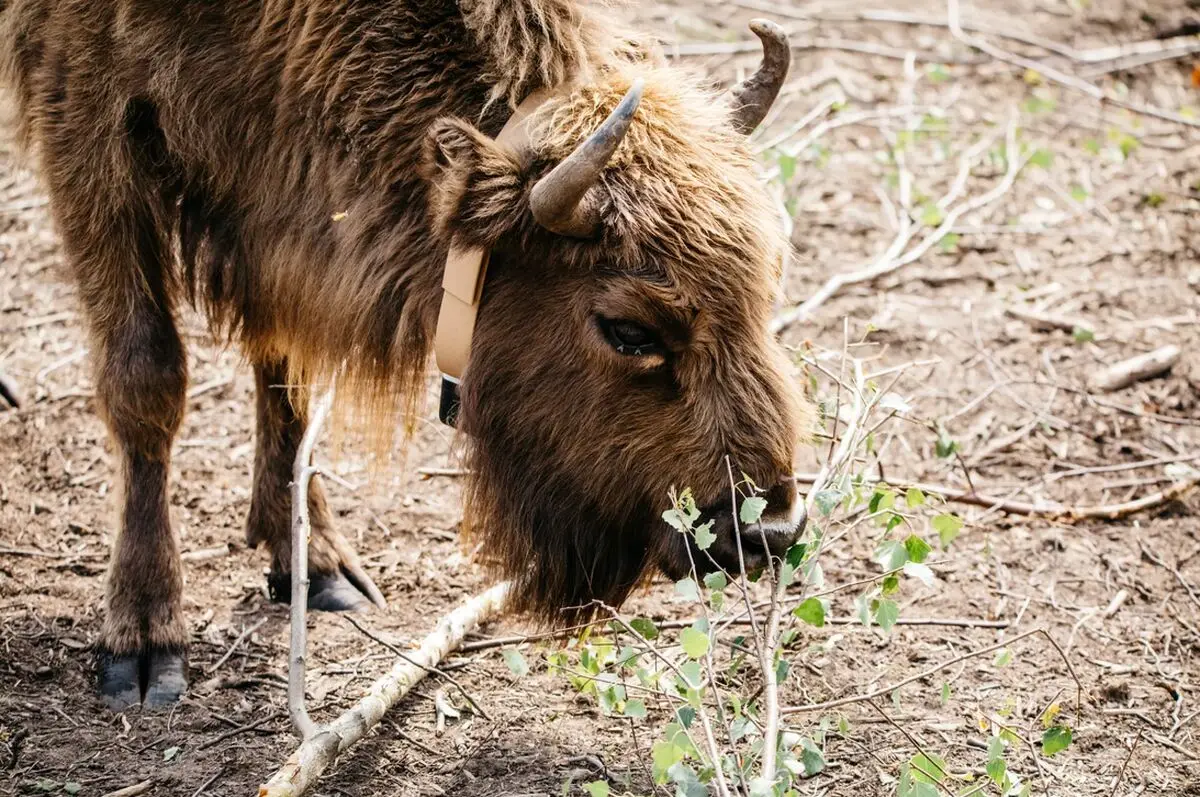sdf