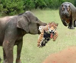 شاهکار حیات وحش؛ فیل کفتار صفت نوزاد پلنگ و قاپید تا اسب آبی سفاک ببلعه
