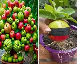 کشاورزی نوین؛ سیب و به رو قاچ زدن نیمه چسبوندن بهم درخت ترکیبی ساختن دو تا میوه میده