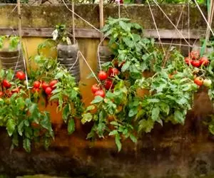 ایده های خلاقانه؛ با این روش که میگم بدون اینکه باغچه داشته باشی گوجه بکار محشر میشه