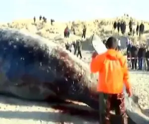 انفجار حیات وحش/با گاز متان شکم نهنگ رو سفره میکنند/لاشه ترکیدش پخش زمین میشه