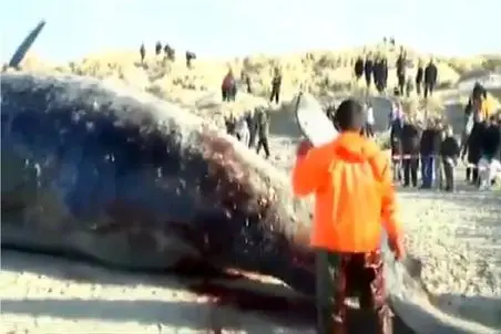 انفجار حیات وحش/با گاز متان شکم نهنگ رو سفره میکنند/لاشه ترکیدش پخش زمین میشه