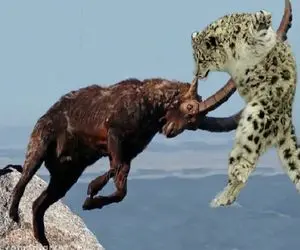 مستند حیات وحش؛ استفاده بز از جاذبه به عنوان سپر مقابل پلنگ سریع