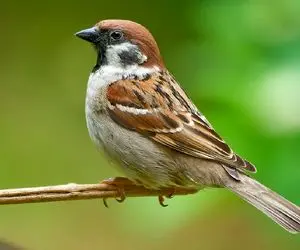 قصه‌های عامیانه برای بچه های سرزمینم؛ یک بوته خار گنجشک و تار