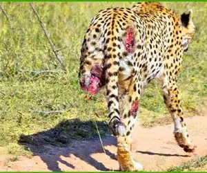 از جذابیت‌های حیات وحش؛ شیر گوشت پای پلنگ رو قلفتی کَند هرچند قسر در رفت ولی فلج شد