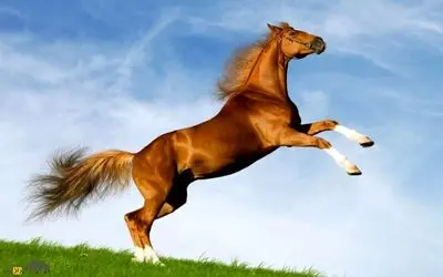 حیات وحش مصنوعی/شیرجه آکروباتیک و جذاب اسب های ورزشکار از ارتفاع بلند در استخر آب 