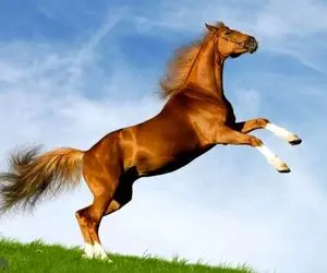 حیات وحش مصنوعی/شیرجه آکروباتیک و جذاب اسب های ورزشکار از ارتفاع بلند در استخر آب 