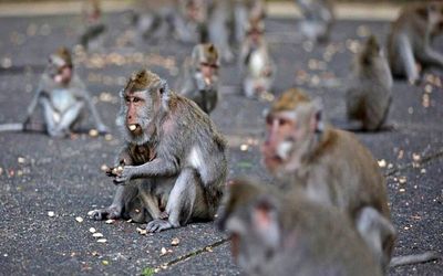 احتمال همه‌گیر آبله میمونی در ایران چقدر است؟