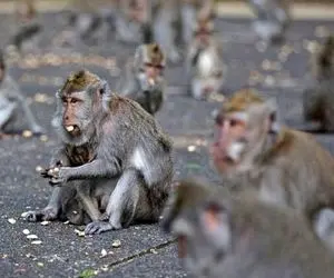 احتمال همه‌گیر آبله میمونی در ایران چقدر است؟