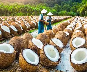 کشاورزی نوین؛ آب تو نارگیل و با میوه اش چرخ میکنه شیر بشه برای تولید لوازم آرایشی