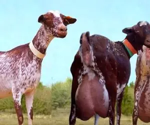 فرآوری بز؛ بز کوهی رو یه جای آروم با ناز و نوازش پرورش میدن تا قد گاو شیر بده