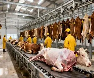 فرآوری گاو؛ گاو خوش رنگ غول از پا آویزون پوستشو جدا و چرخ میکنه استیک ناب شه