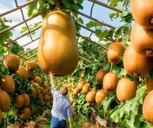 کشاورزی نوین؛ توی نیوزلند 500000 تن کیوی رو تو زمین های چند 1000 هکتاری کاشتن