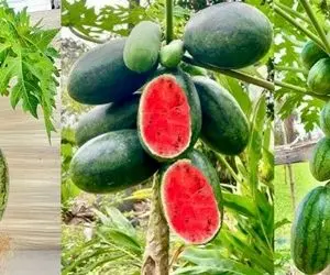 کشاورزی نوین؛ هندونه و پاپایا رو به هم پیوند زدن یه درخت درومده هر دو تا رو داده