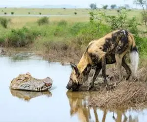 مستند حیات وحش؛ تمساح قلدر ساواناست احدی جسارت ورود به قلمرو اش کند را میدرد