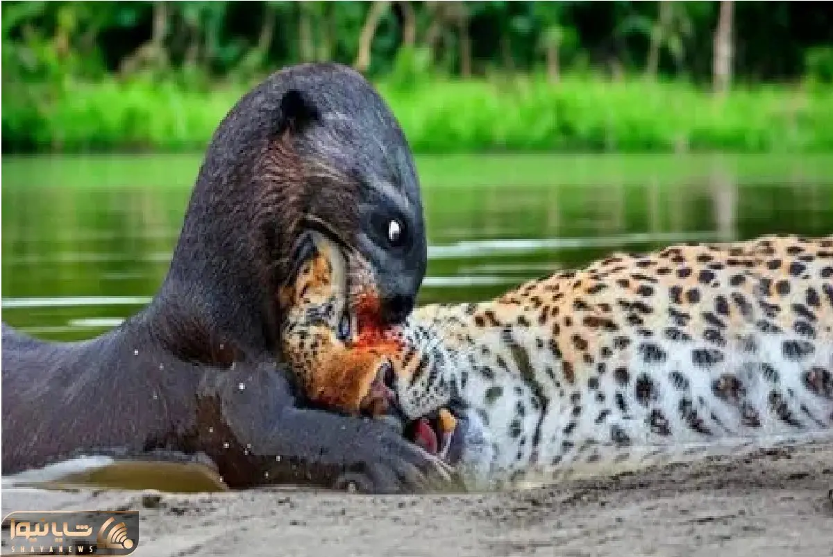 مستند حیات وحش؛ سمور آبی پلنگ مزاحم رو درید