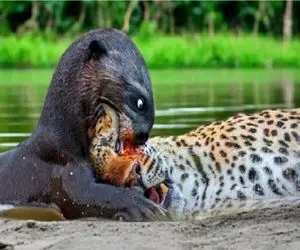 مستند حیات وحش؛ سمور آبی پلنگ مزاحم رو درید