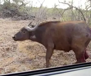 مستند حیات وحش؛ 4 کفتار اول بخشی از باسن بوفالو رو کندن بعد کشتنش