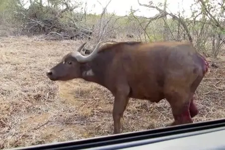 مستند حیات وحش؛ 4 کفتار اول بخشی از باسن بوفالو رو کندن بعد کشتنش