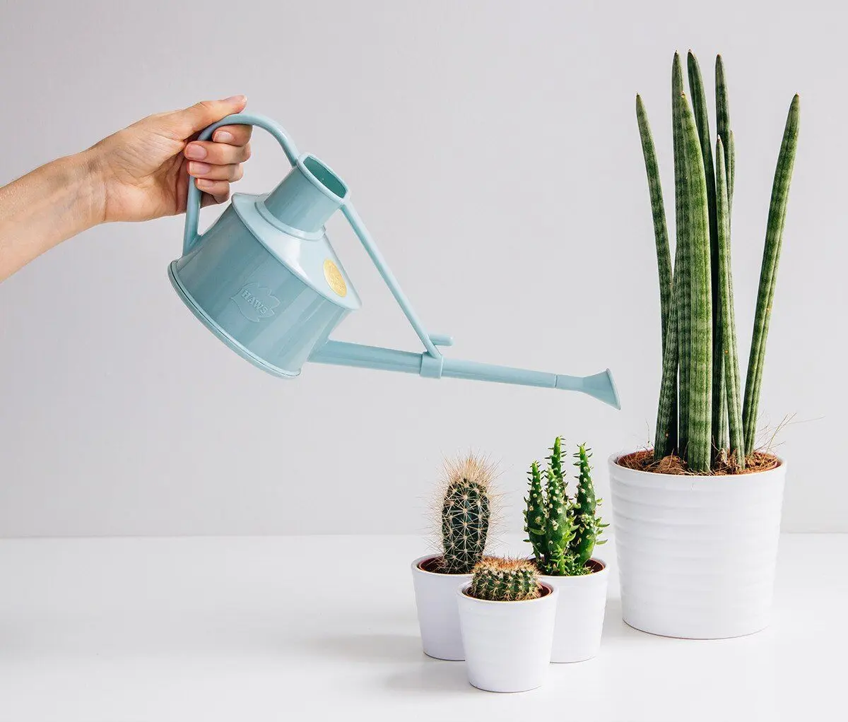 houseplant4