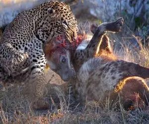 شاهکار حیات وحش؛ پلنگ چشم قشنگه گردن کفتار مفلوک به نیش کشید خِرکش برد ببلعه