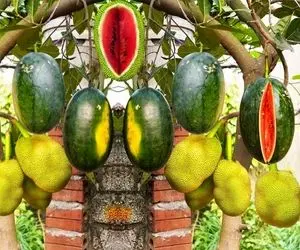 محصولات کشاورزی نوین؛ تکنیک های منحصر به فرد پیوند هندوانه با جک فروت