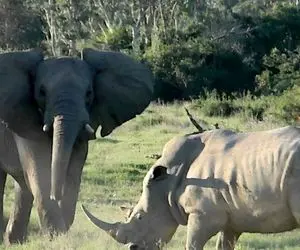 مستند حیات وحش؛ دوئل هیجان انگیز دو فوق سنگین یک طرف فیل و یک سو کرگدن