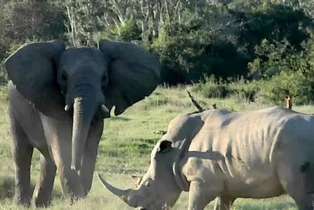 مستند حیات وحش؛ دوئل هیجان انگیز دو فوق سنگین یک طرف فیل و یک سو کرگدن