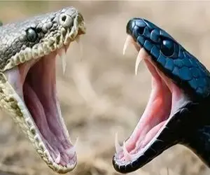 مستند حیات وحش؛ رویاروئی زهرآگین: نبرد دو مار