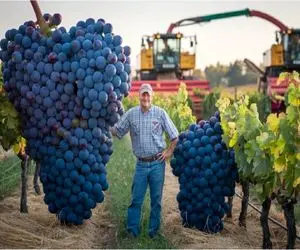 کشاورزی نوین؛ با تجهیزات بدیع و سموم به روز درخت تاک کاشتن انگورش شبیه لوستر هتل شده