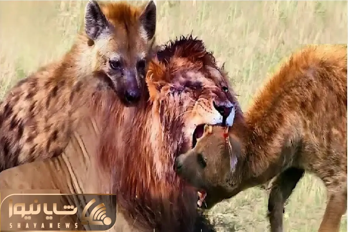 مستند حیات وحش / سگای بد قریحه شیر دوره کردن، بهشون لاشه داد از خودشون