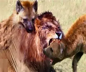 مستند حیات وحش / سگای بد قریحه شیر دوره کردن، بهشون لاشه داد از خودشون