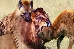 مستند حیات وحش / سگای بد قریحه شیر دوره کردن، بهشون لاشه داد از خودشون