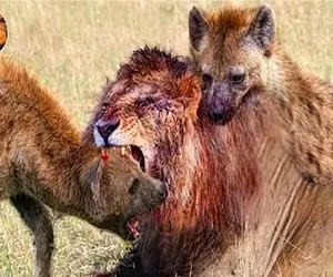 مستند حیات وحش؛ کفتار گرفتار سلاطین جنگل میشه پرچم سفیدش علم میشه