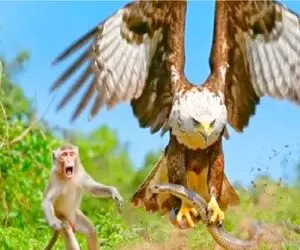 مستند حیات وحش؛ عقاب که از آسمون فرود میاد همه غلاف میکنن